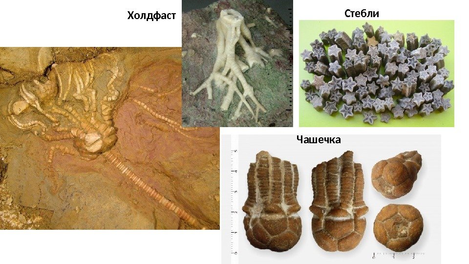 Холдфаст Стебли Чашечка 