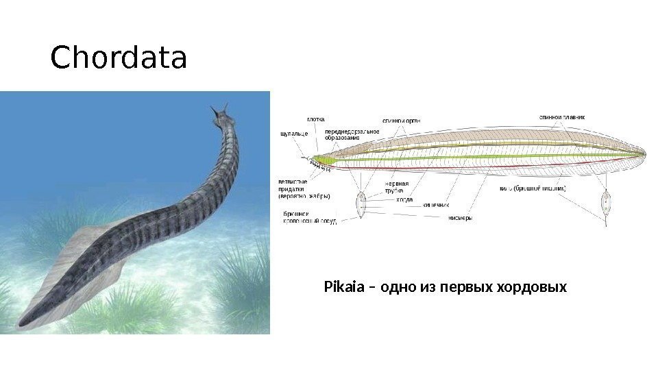 Chordata Pikaia – одно из первых хордовых 