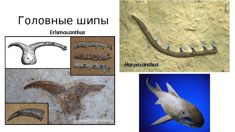 Головные шипы Erismacanthus Harpacanthus 