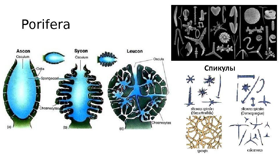 Porifera Спикулы 