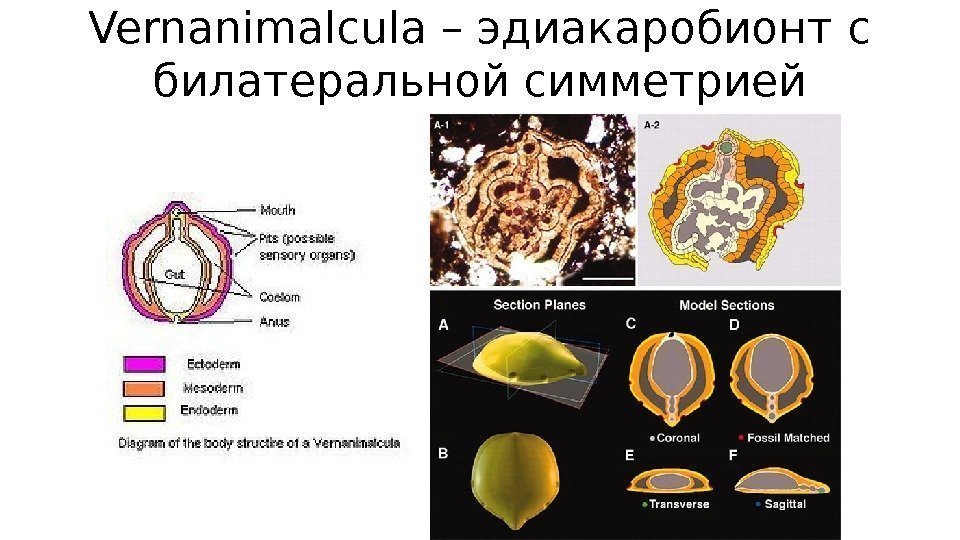 Vernanimalcula – эдиакаробионт с билатеральной симметрией 