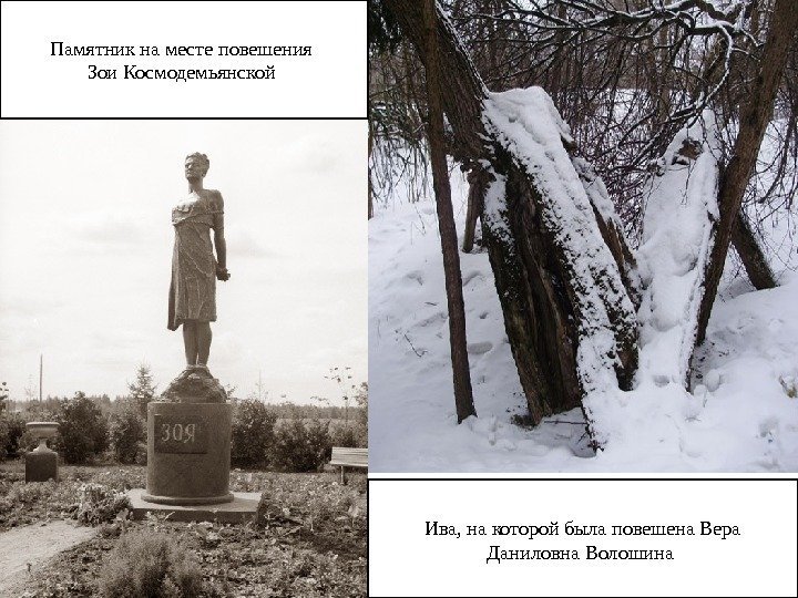 Ива, на которой была повешена Вера Даниловна Волошина Памятник на месте повешения Зои Космодемьянской
