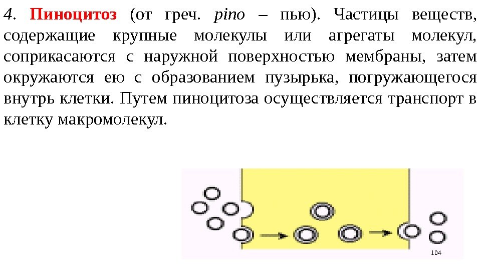 4.  Пиноцитоз (от греч.  pino – пью).  Частицы веществ,  содержащие