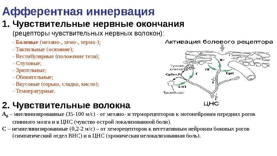 Афферентная иннервация 1. Чувствительные нервные окончания  (рецепторы чувствительных нервных волокон):  - Болевые