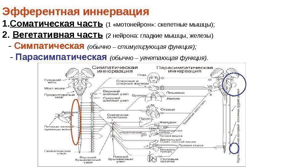 Эфферентная иннервация 1. Соматическая часть  (1 «мотонейрон» : скелетные мышцы); 2.  Вегетативная