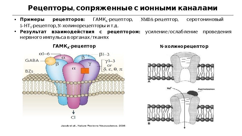 ,  Рецепторы сопряженные с ионными каналами •  :  Примеры рецепторов ГАМК