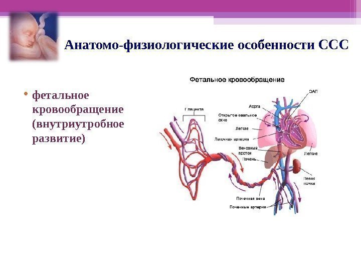 Анатомо-физиологические особенности ССС • фетальное кровообращение (внутриутробное развитие)   