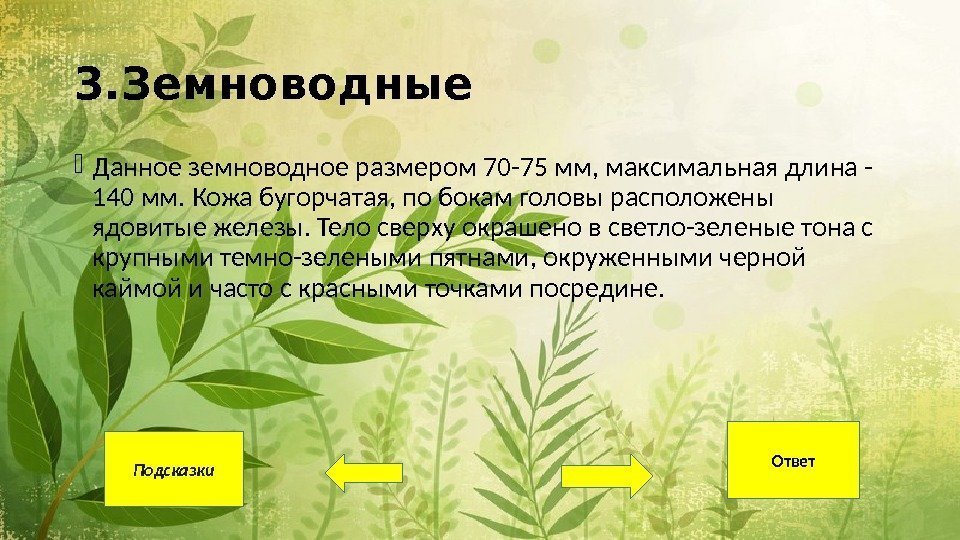 3. Земноводные Данное земноводное размером 70 -75 мм, максимальная длина - 140 мм. Кожа