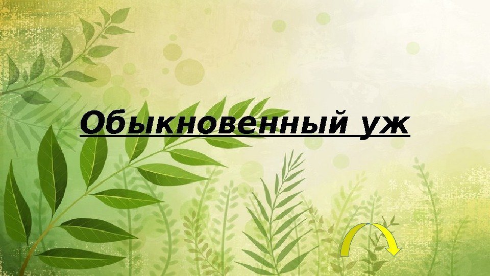 Обыкновенный уж 