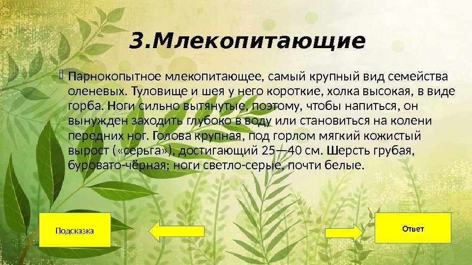 3. Млекопитающие Парнокопытное млекопитающее, самый крупный вид семейства оленевых. Туловище и шея у него