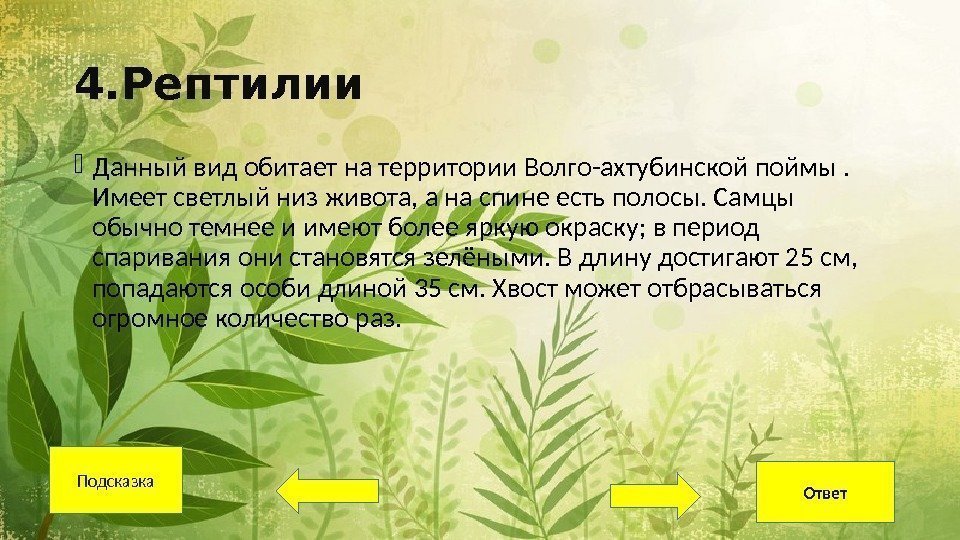 4. Рептилии Данный вид обитает на территории Волго-ахтубинской поймы.  Имеет светлый низ живота,