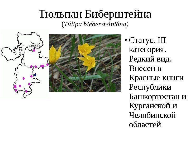 Тюльпан Биберштейна ( Túlipabiebersteiniána) Статус. III категория.  Редкий вид.  Внесен в Красные