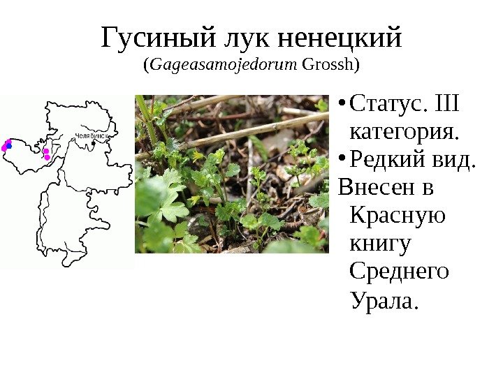 Гусиный лук ненецкий ( Gageasamojedorum Grossh) Статус. III категория.  Редкий вид.  Внесен