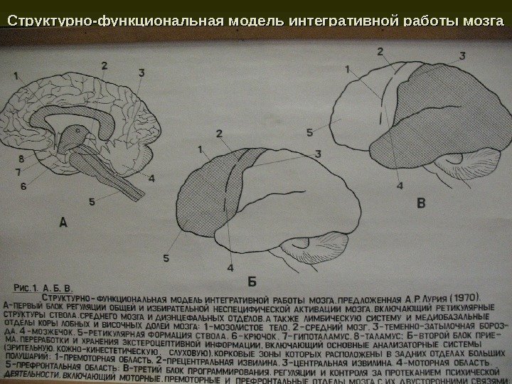 Структурно-функциональная модель интегративной работы мозга  