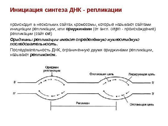 Инициация синтеза ДНК - репликации происходит в нескольких сайтах хромосомы, которые называют сайтами инициации