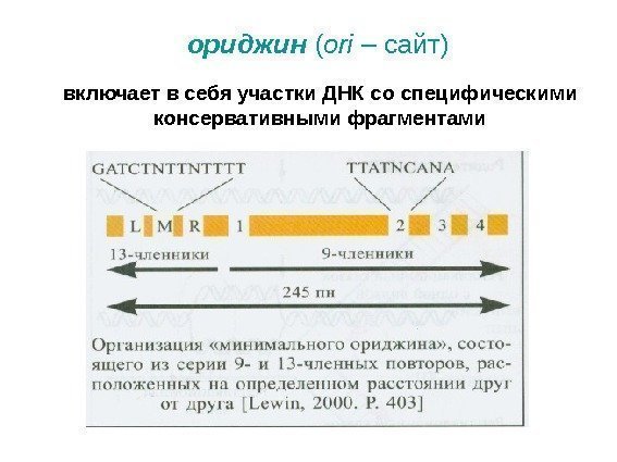 ориджин ( ori – сайт) включает в себя участки ДНК со специфическими консервативными фрагментами