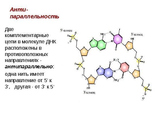 Анти - параллельность Две комплементарные цепи в молекуле ДНК расположены в противоположных направлениях -