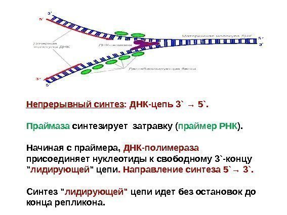Непрерывный синтез : ДНК-цепь 3` → 5`.  Праймаза синтезирует затравку ( праймер РНК