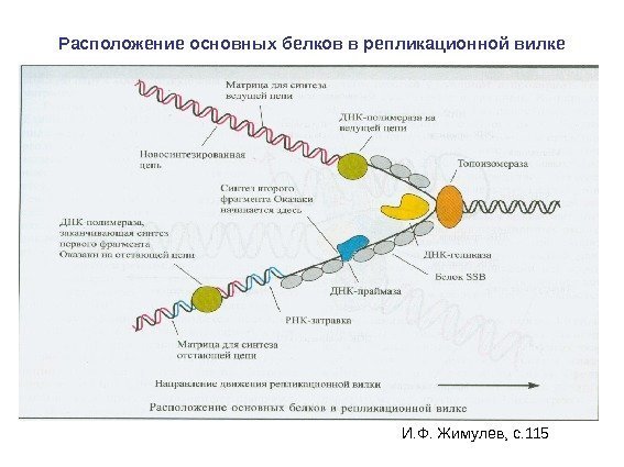 Расположение основных белков в репликационной вилке И. Ф. Жимулев, с. 115 