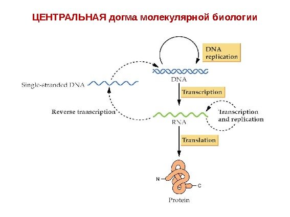 ЦЕНТРАЛЬНАЯ догма молекулярной биологии 