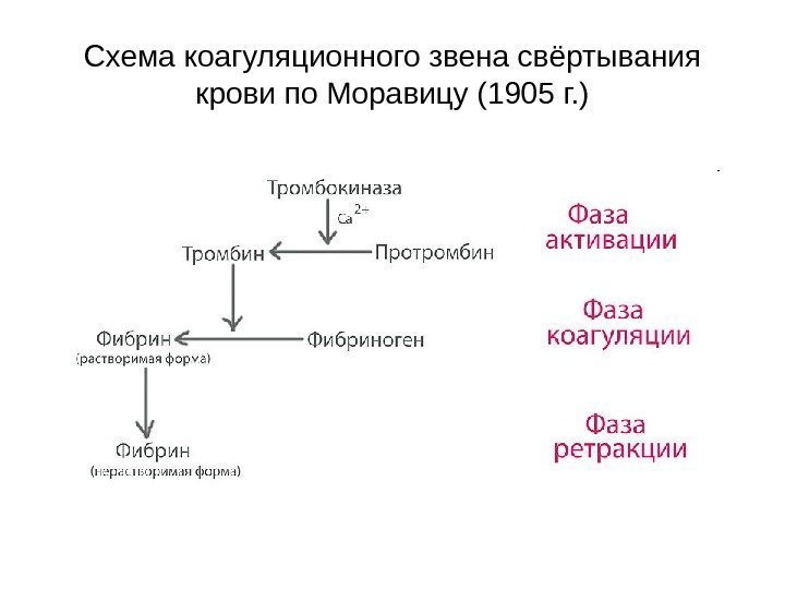 Схема коагуляционного звена свёртывания крови по Моравицу (1905 г. ) 