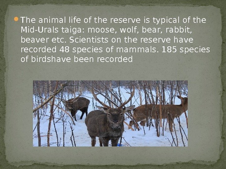  The animal life of the reserve is typical of the Mid-Urals taiga: moose,