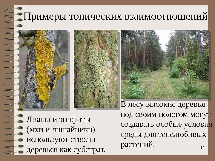 14 В лесу высокие деревья под своим пологом могут создавать особые условия среды для
