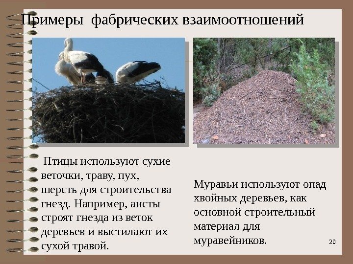 20 Птицы используют сухие веточки, траву, пух,  шерсть для строительства гнезд. Например, аисты