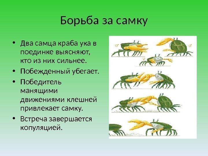 Борьба за самку • Два самца краба ука в поединке выясняют,  кто из