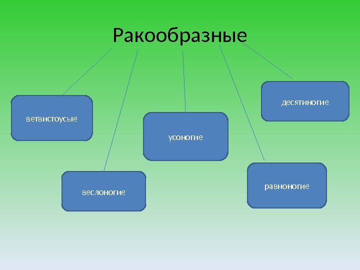 Ракообразные ветвистоусые веслоногие равноногие десятиногие усоногие 