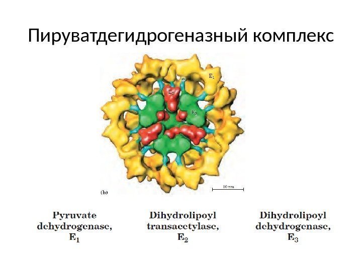 Пируватдегидрогеназный комплекс 