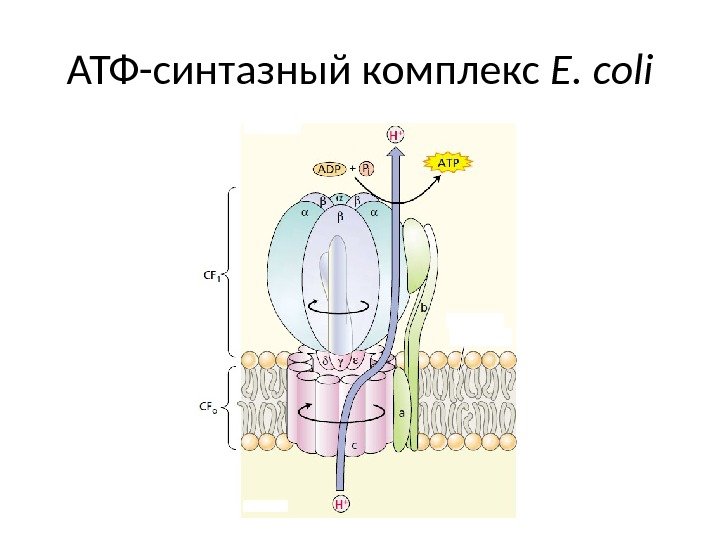 АТФ-синтазный комплекс E. coli 