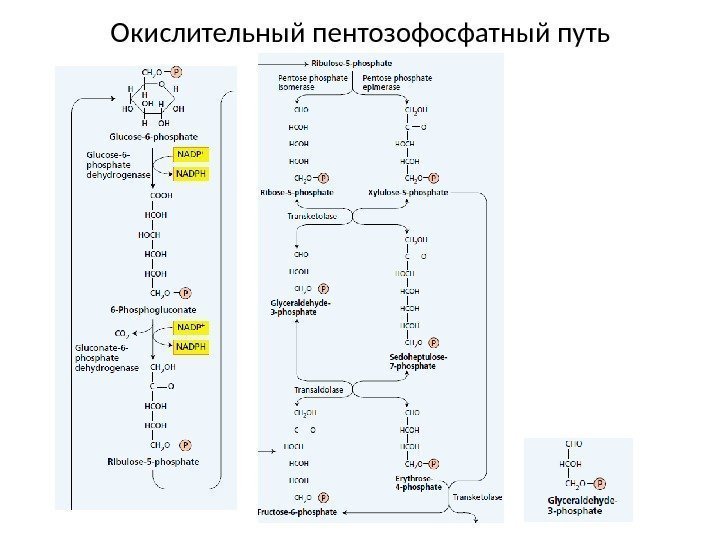 Окислительный пентозофосфатный путь 