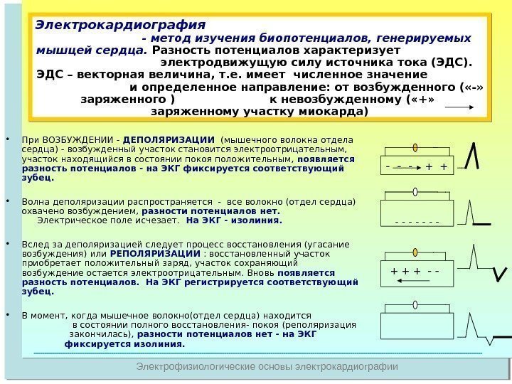   Электрофизиологические основы электрокардиографии. Электрокардиография        -