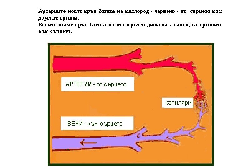 Артериите носят кръв богата на кислород - червено - от  сърцето към другите