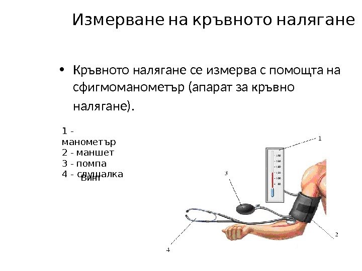  Измерване на кръвното налягане • Кръвното налягане се измерва с помощта на 