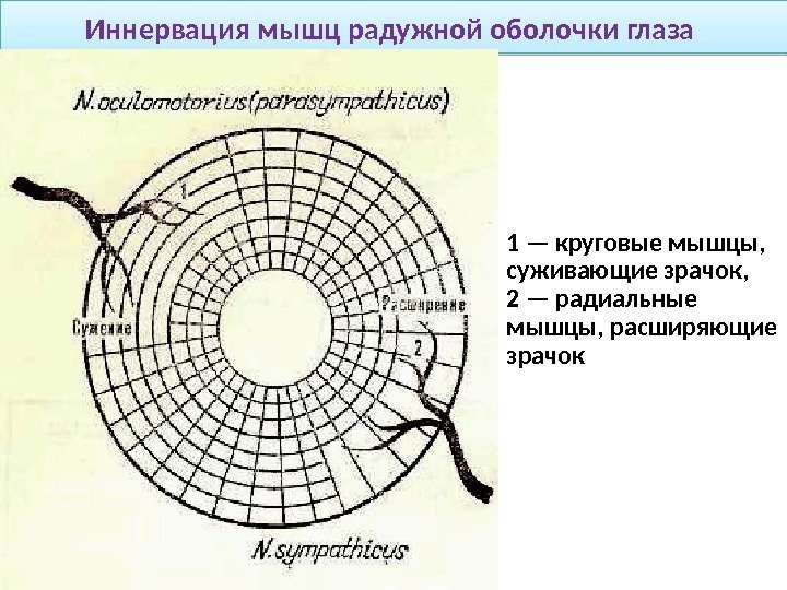 Иннервация мышц радужной оболочки глаза 1 — круговые мышцы,  суживающие зрачок, 2 —