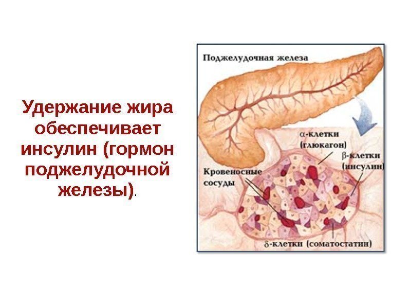 Удержание жира обеспечивает инсулин (гормон поджелудочной железы). 