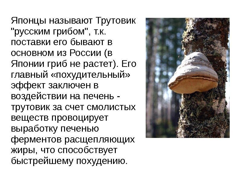 Японцы называют Трутовик русским грибом, т. к.  поставки его бывают в основном из