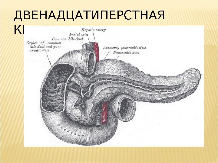 ДВЕНАДЦАТИПЕРСТНАЯ КИШКА 