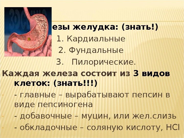  Железы желудка: (знать!)  1. Кардиальные 2. Фундальные 3.  Пилорические. Каждая железа