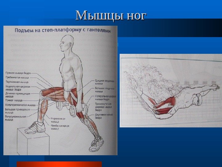  Мышцы ног 
