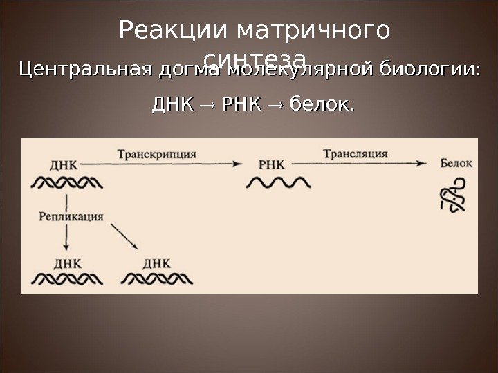 Центральная догма молекулярной биологии: ДНК  РНК  белок. Реакции матричного синтеза 