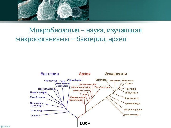 Микробиология – наука, изучающая микроорганизмы – бактерии, археи , вирусы,  микроскопические грибы, микроскопические