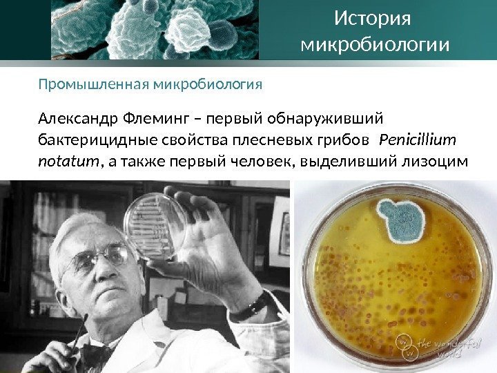 Промышленная микробиология Александр Флеминг – первый обнаруживший бактерицидные свойства плесневых грибов Penicillium notatum ,