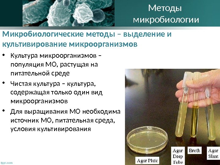 Микробиологические методы – выделение и культивирование микроорганизмов • Культура микроорганизмов – популяция МО, растущая