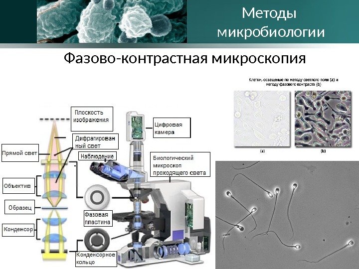 Фазово-контрастная микроскопия Методы микробиологии 