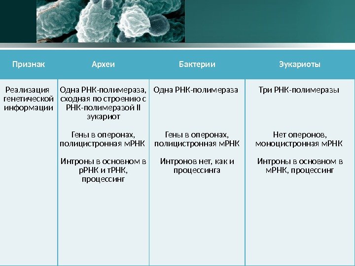 Признак Археи Бактерии Эукариоты Реализация генетической информации Одна РНК-полимераза,  сходная по строению с