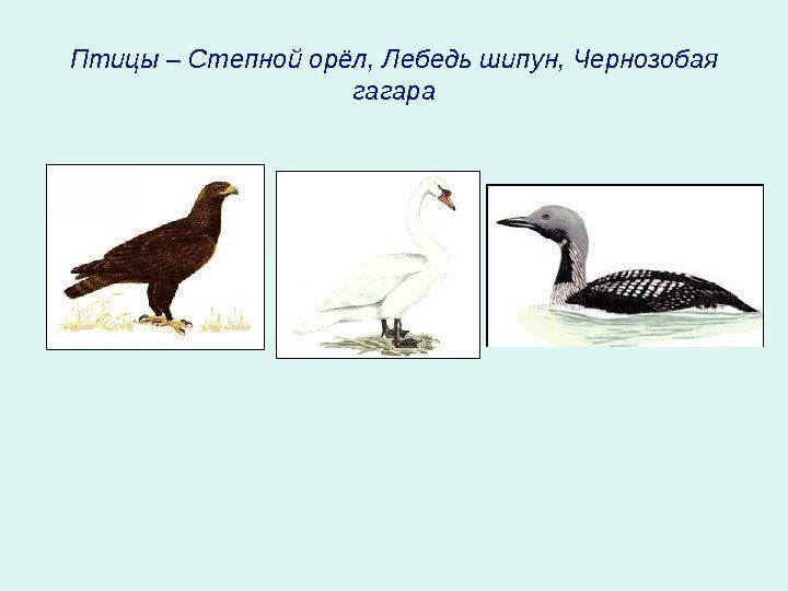Птицы – Степной орёл, Лебедь шипун, Чернозобая гагара 
