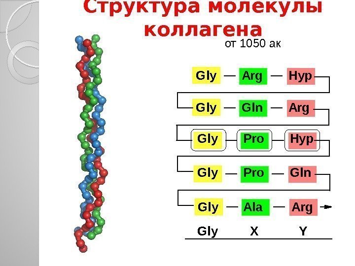 Структура молекулы коллагена Gly  Arg  Hyp  Gly  Gln  Arg
